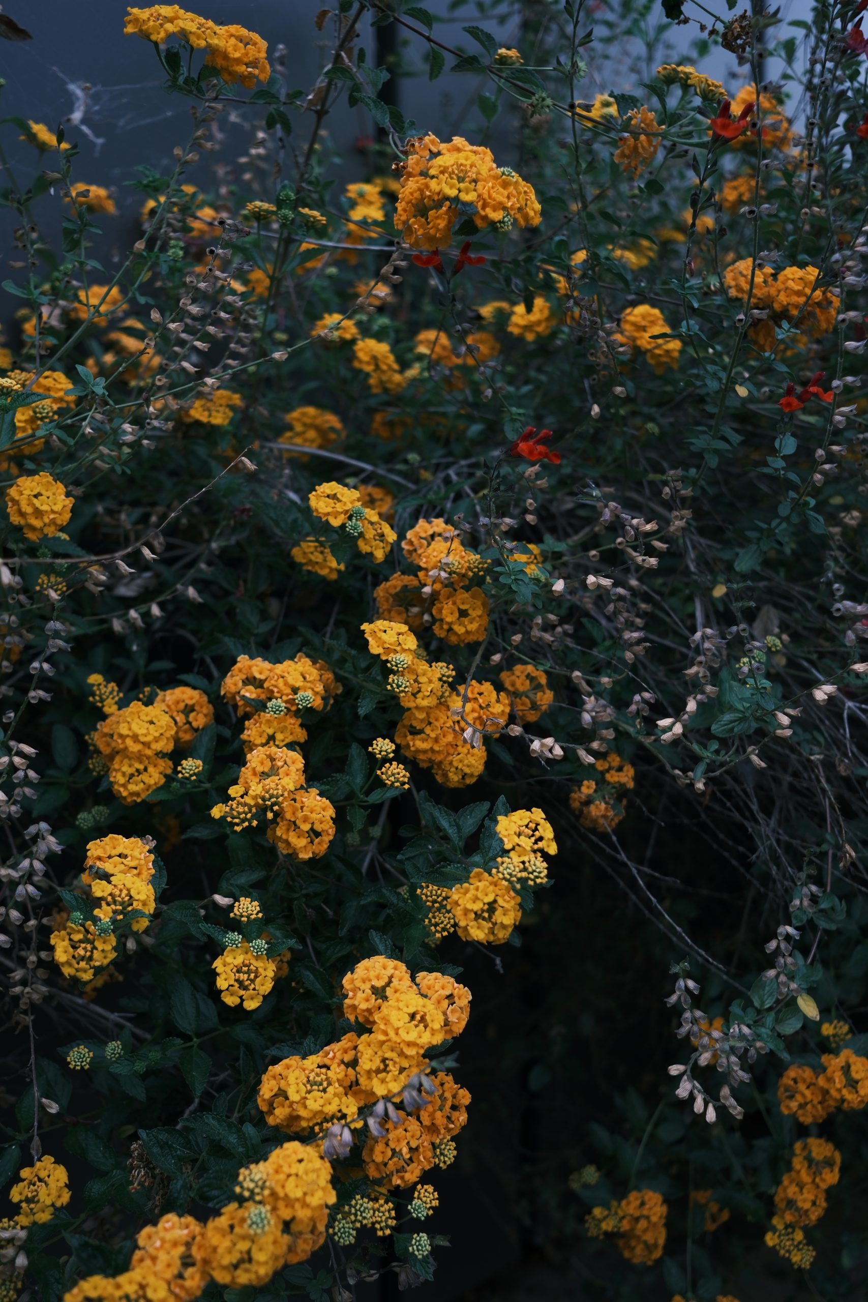 DSCF9226