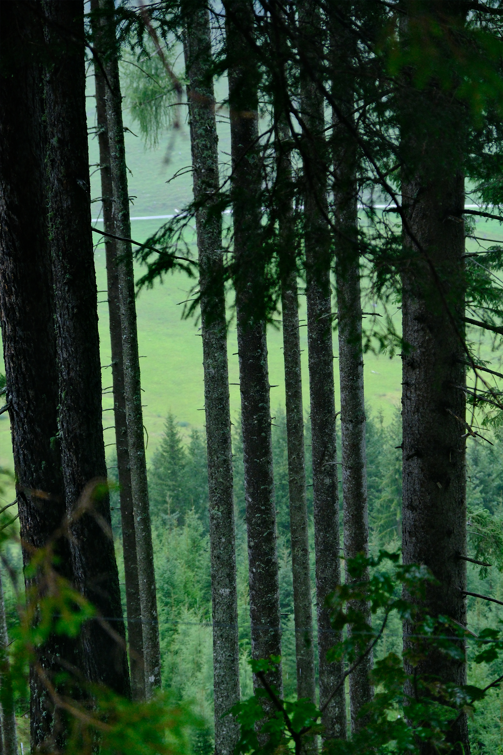 woods